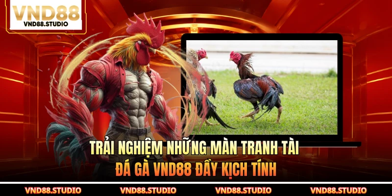 Trải nghiệm những màn tranh tài đá gà VND88 đầy kịch tính